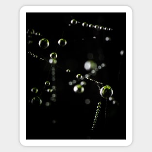 Droplets on web Sticker